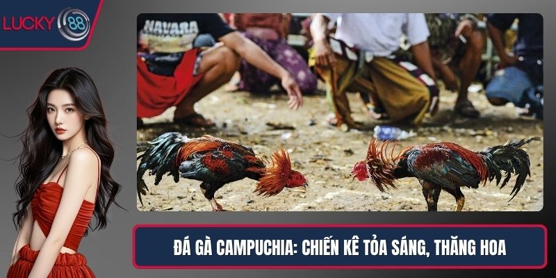 Đá Gà Campuchia: Chiến Kê Tỏa Sáng, Người Chơi Thăng Hoa
