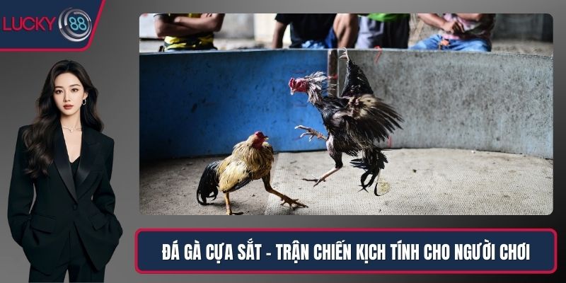 Đá Gà Cựa Sắt – Trận Chiến Kịch Tính Khiến Người Chơi Mê Mẩn